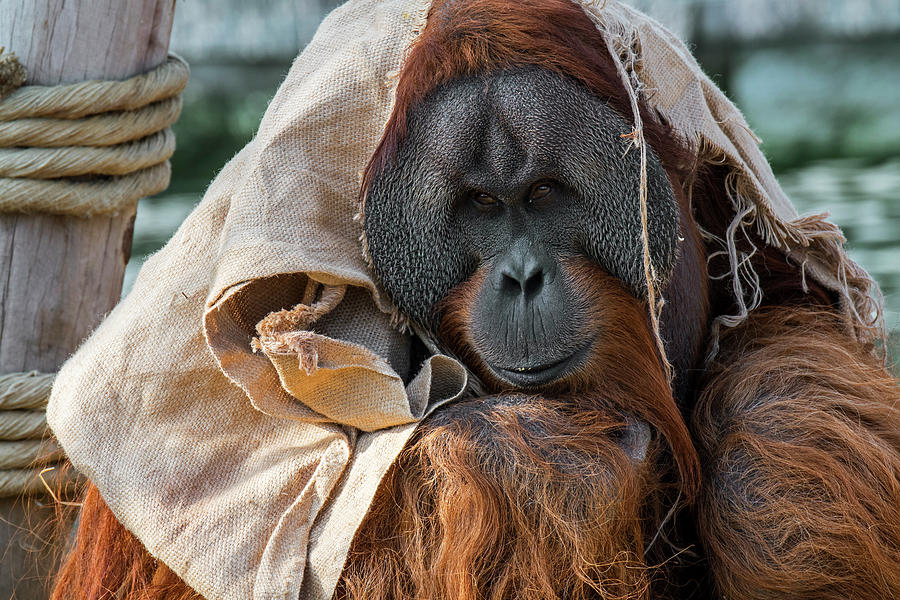 Sumatran orangutan Photograph by Arterra Picture Library
