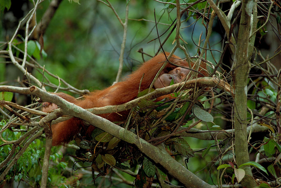 Sumatran orangutan in night nest Photograph by Michael Turco - Fine Art ...