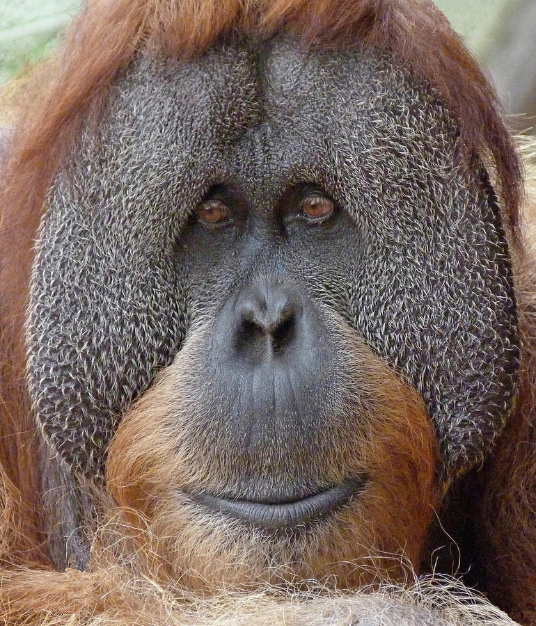 Sumatran Orangutan Male Photograph by Margaret Saheed