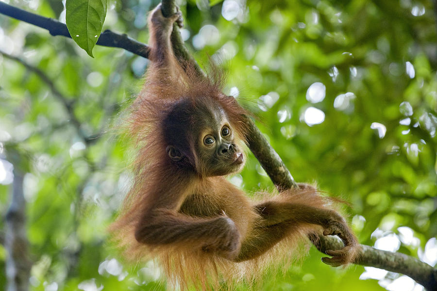 Sumatran Orangutan Baby #1 Photograph by Suzi Eszterhas