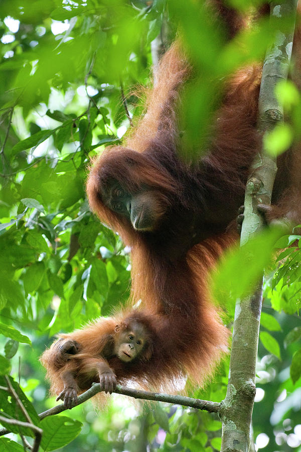 Sumatran Orangutan Pongo Abelii Two Photograph by Suzi Eszterhas