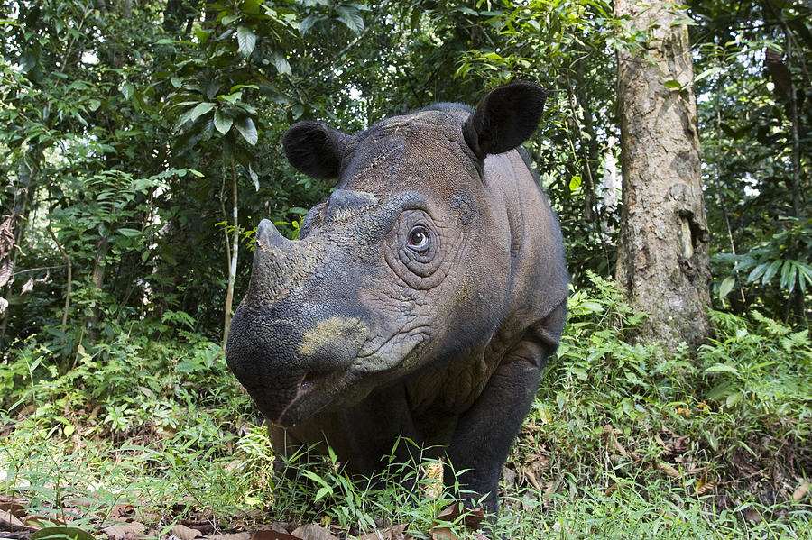 Animal Photograph - Sumatran Rhinoceros Sumatran Rhino by Suzi Eszterhas