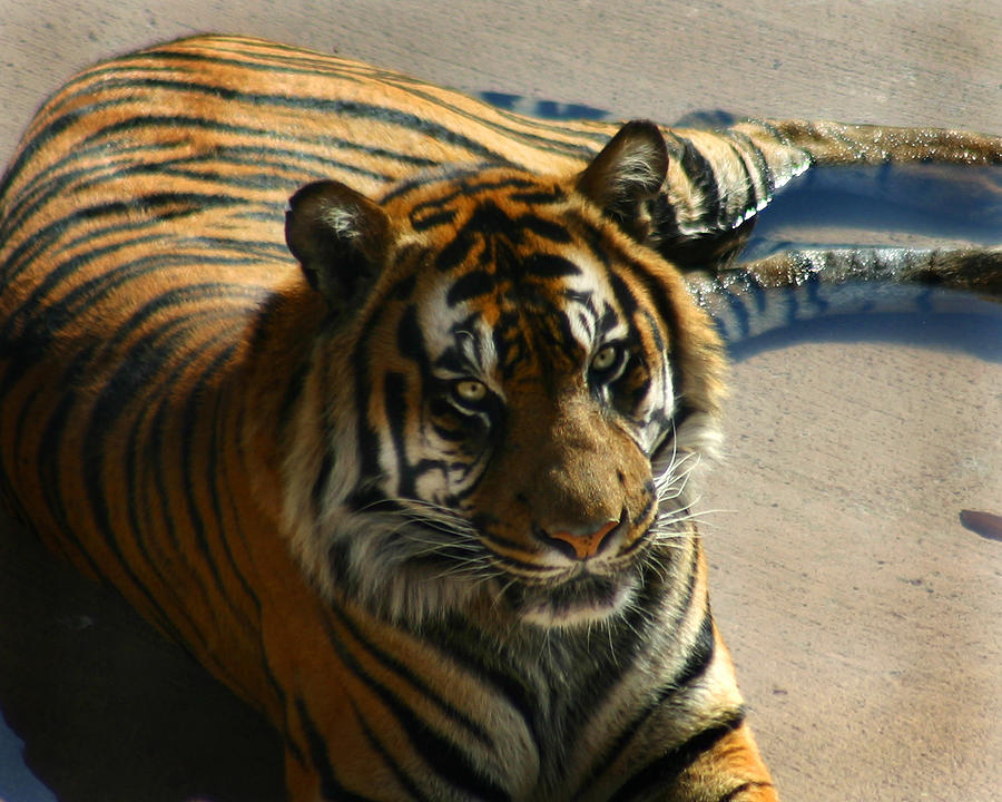 Sumatran Tiger Photograph by Anthony Jones