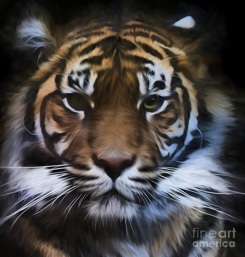 Sumatran tiger Photograph by Sheila Smart Fine Art Photography