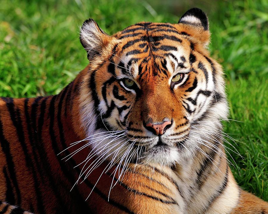 Sumatran Tiger  Photograph by Bill Dodsworth