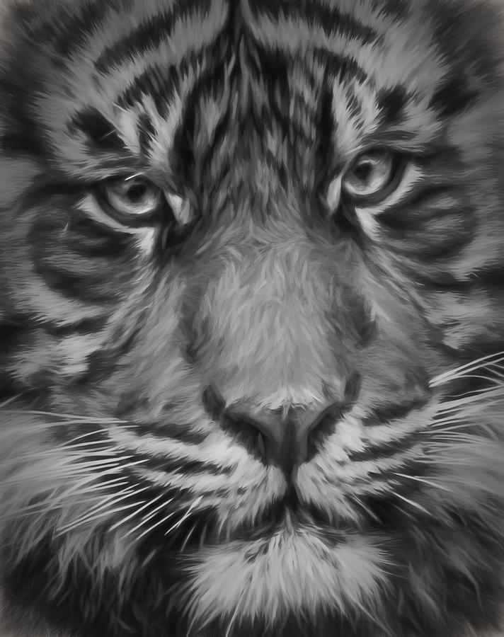 Sumatran Tiger Black and White Photograph by Wes and Dotty Weber