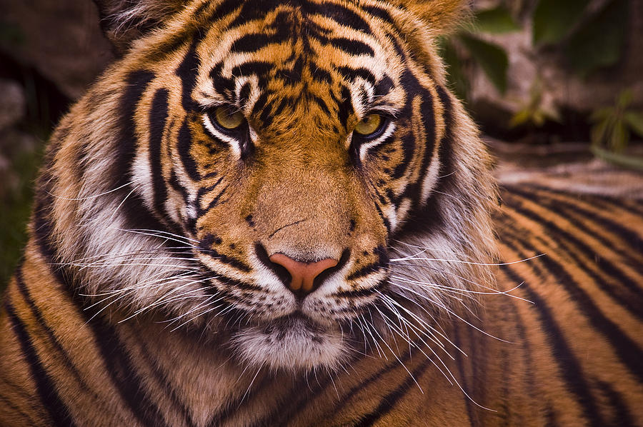 Tiger Photograph - Sumatran Tiger by Chad Davis