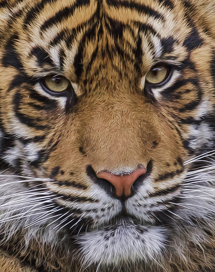 Sumatran Tiger Close Up Photograph by Wes and Dotty Weber