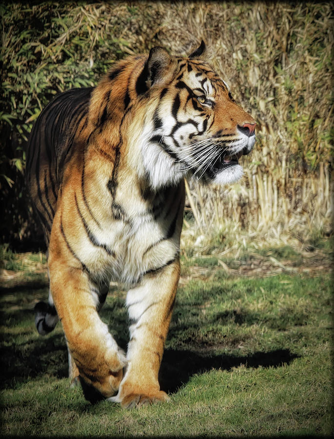 Sumatran Tiger  Photograph by Elaine Malott