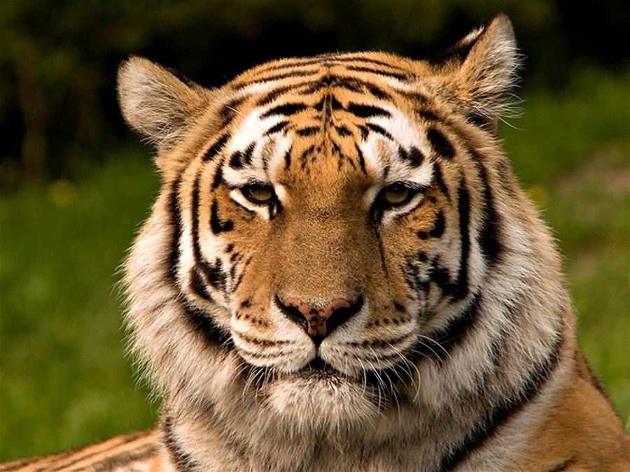 Sumatran Tiger Portrait Photograph by Ellen Henneke