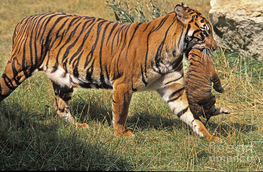 Sumatran Tiger Photograph by Gerard Lacz