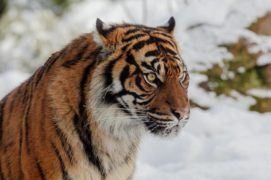 Sumatran Tiger in the snow Photograph by Tim Abeln
