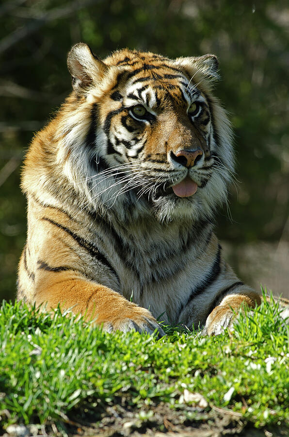 Sumatran Tiger Photograph by JT Lewis