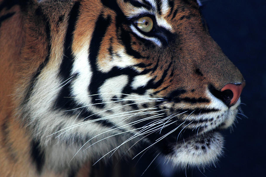 Animal Photograph - Sumatran Tiger -  Jumilah by Miroslava Jurcik