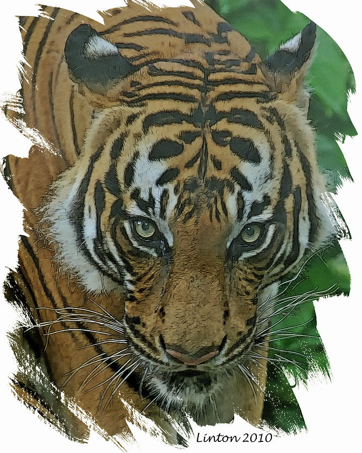 Sumatran Tiger Digital Art by Larry Linton
