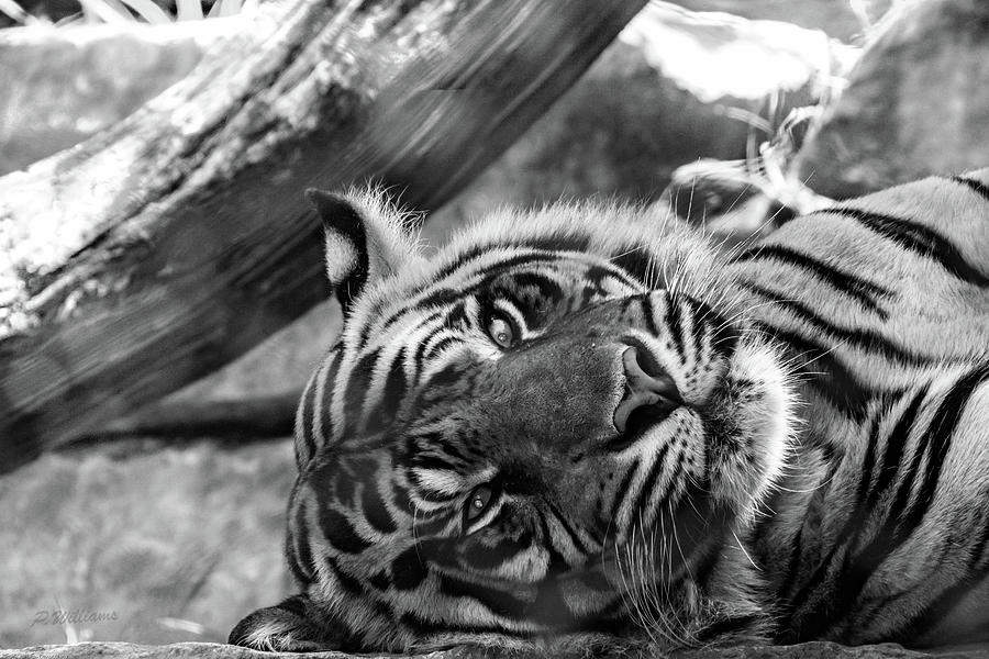 Sumatran Tiger Photograph by Pamela Williams