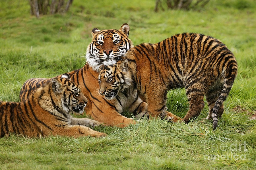 Sumatran Tiger Panthera Tigris Sumatrae Photograph by Gerard Lacz