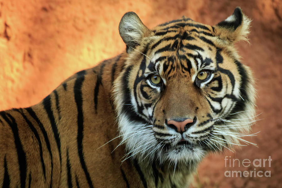 Sumatran Tiger Portrait #2 Photograph by Richard Smith