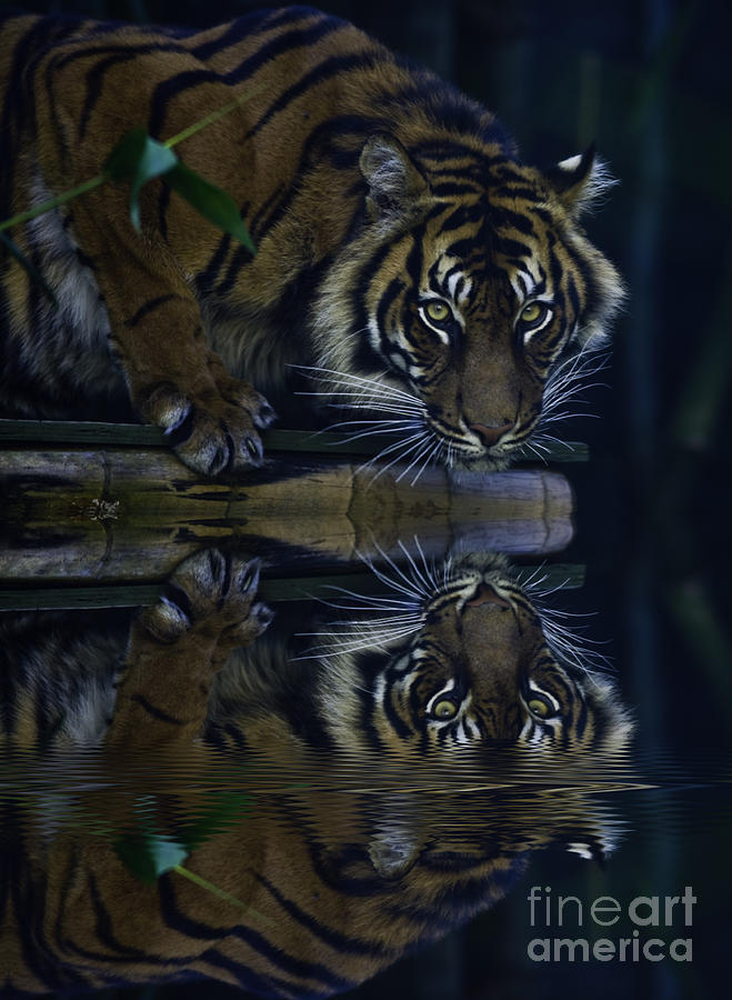 Sumatran tiger reflection Photograph by Sheila Smart Fine Art Photography