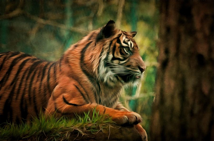 Sumatran tiger Photograph by Scott Carruthers