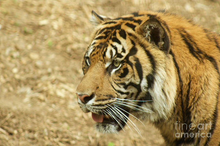 Nature Photograph - Sumatran Tiger by Sean Griffin
