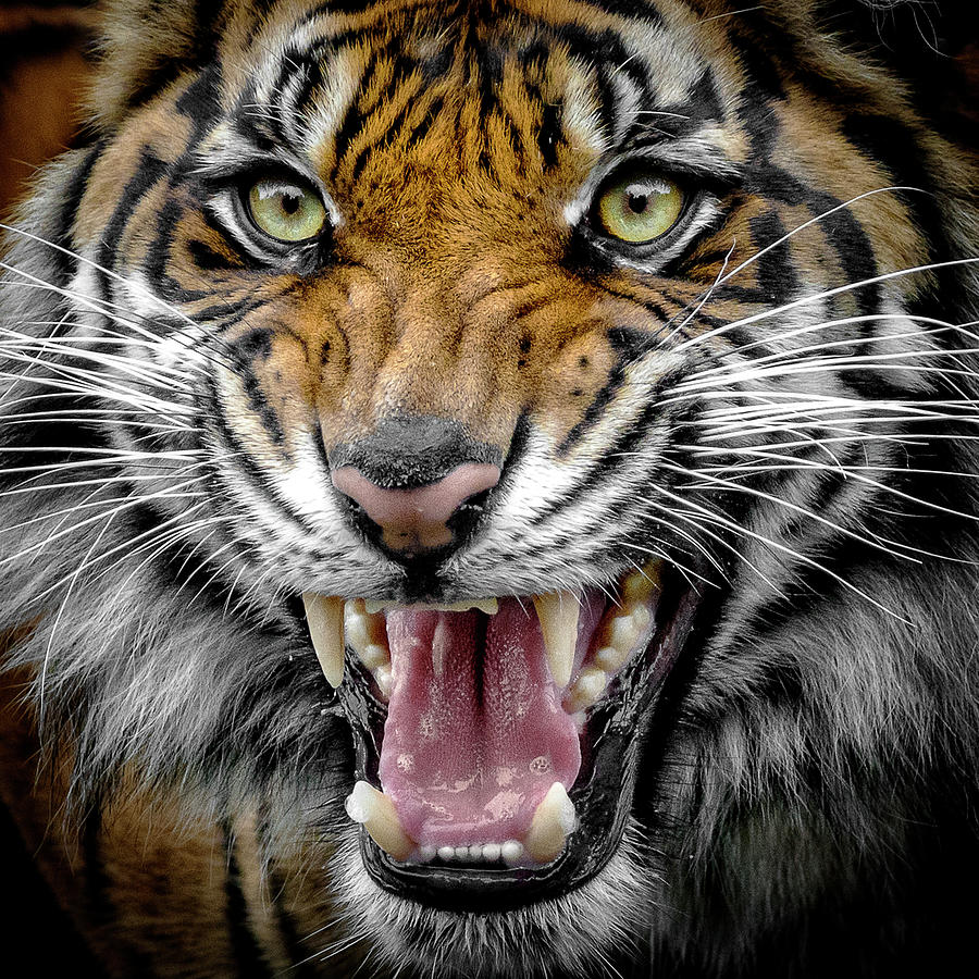 Sumatran Tiger Snarl Photograph by Wes and Dotty Weber