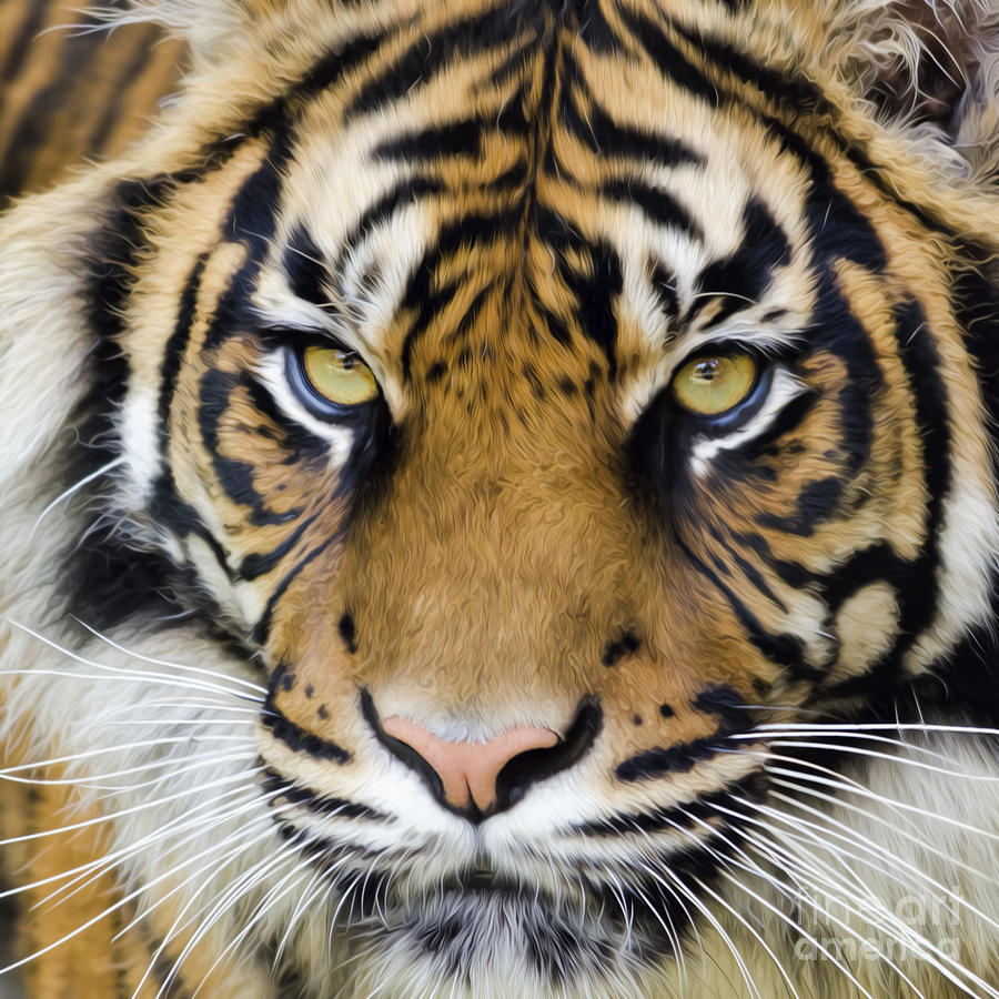 Sumatran tiger Photograph by Steev Stamford
