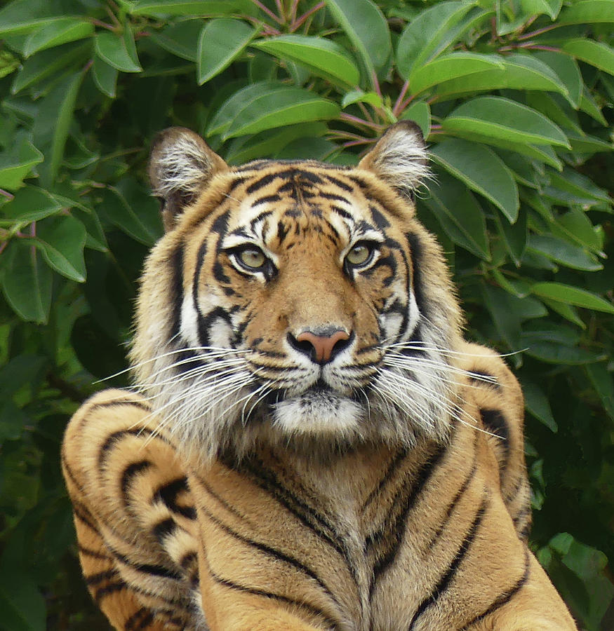 Sumatran Tiger Stripes Photograph by Margaret Saheed