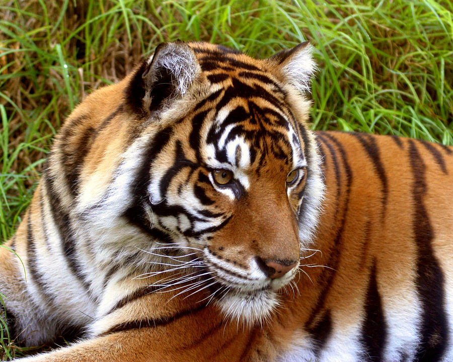 Sumatran Tiger Photograph by Tony Brown