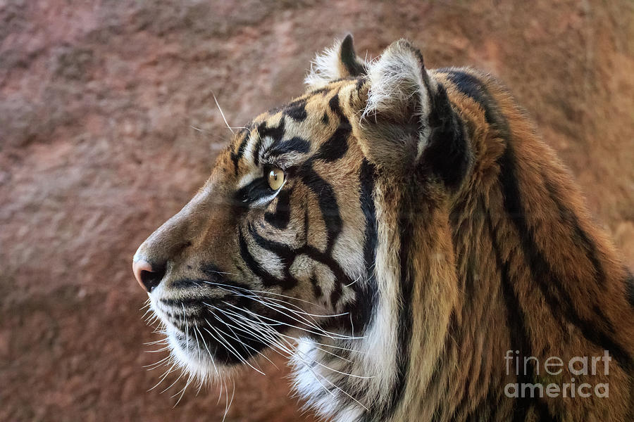Sumatran Tiger Up Close #4 Photograph by Richard Smith