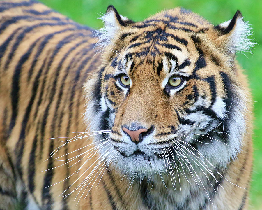 Sumatran Tiger Up Close Photograph by Steve McKinzie