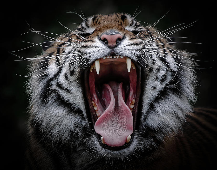 Sumatran Tiger V Photograph by Athena Mckinzie