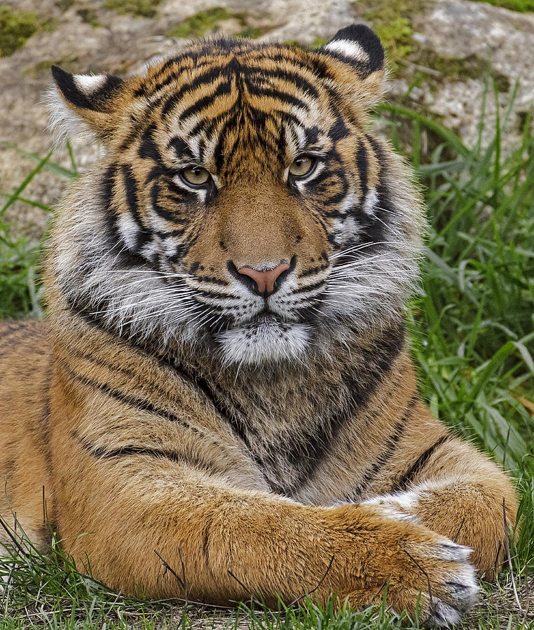 Sumatran Tiger Photograph by Wes and Dotty Weber