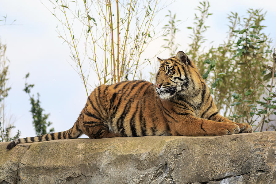 Sumatran tigers Photograph by Chris Smith