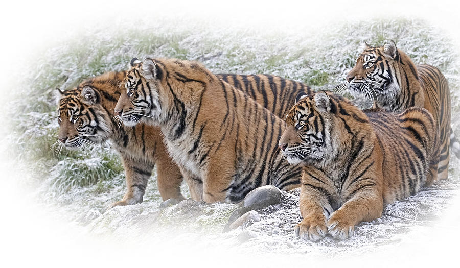 Sumatran Tigers Photograph by Wes and Dotty Weber