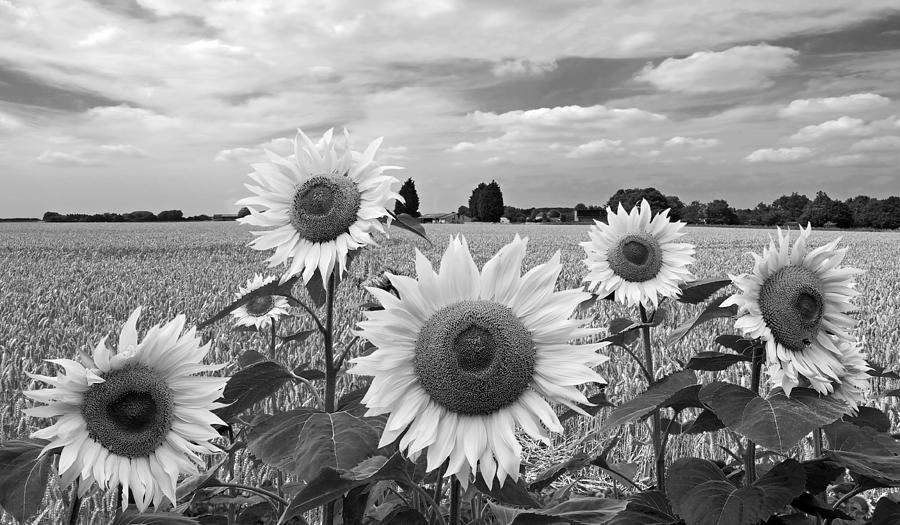 Sunflower Photograph - Sumertime On The Farm In Black And White by Gill Billington