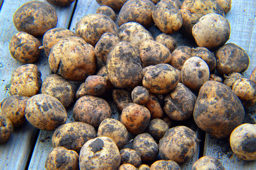 Potato Photograph - Summer 2015 Potatoes by Tina M Wenger