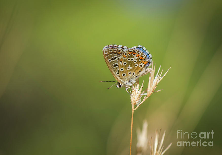 Insects Photograph - Summer, Adonis blue butterfly, Polyommatus bellargus basking in sun. Andalusia, Spain. by Perry Van Munster