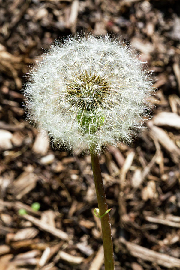 Summer Photograph - Summer Allergy - Dandelion by Bob Slitzan