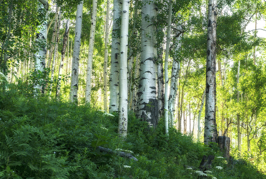 Summer Aspen Forest Photograph by Tim Reaves