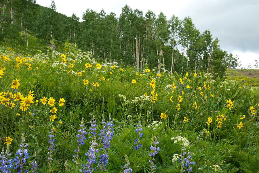 Summer Aspen Glade with Wildflowers Photograph by Cascade Colors