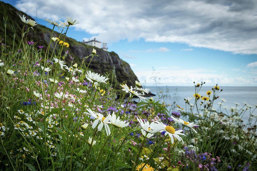 Summer at Blackhead Lighthouse Photograph by Nigel R Bell