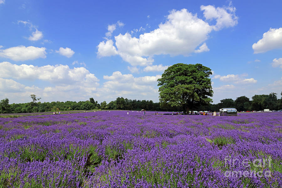 Summer at Lavender fields Surrey Photograph by Julia Gavin
