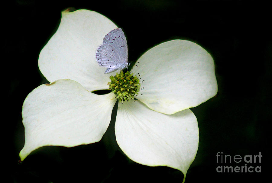 Summer Azure Butterfly on Kousa Dogwood Photograph by Karen Adams