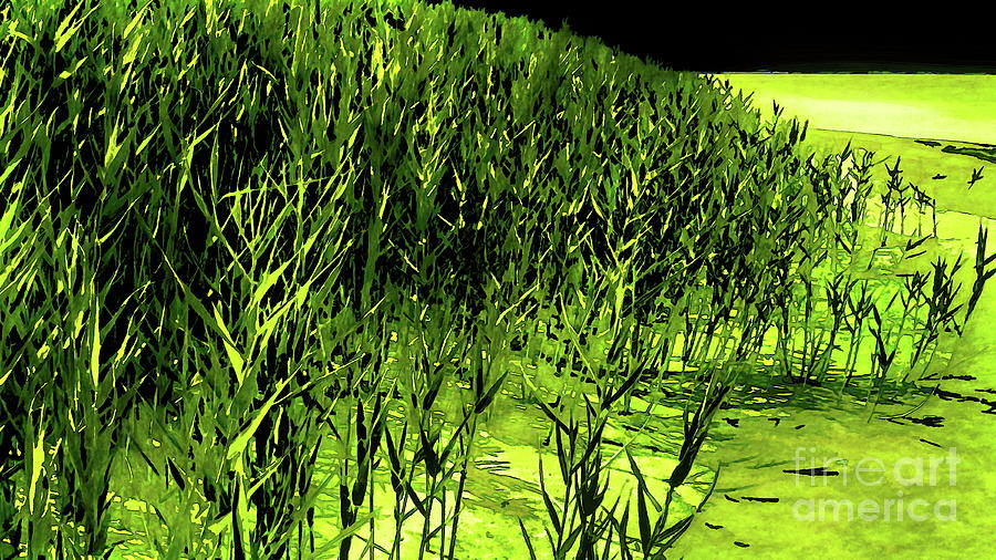 Summer Beach Grass  Digital Art by Tim Richards