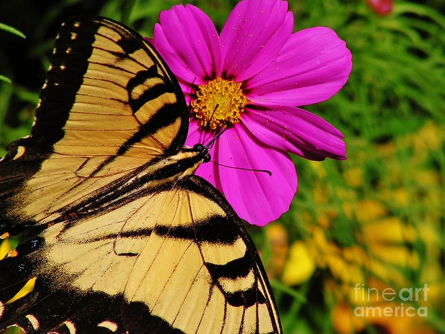 Butterfly Photograph - Summer Beauty by Joy Bradley