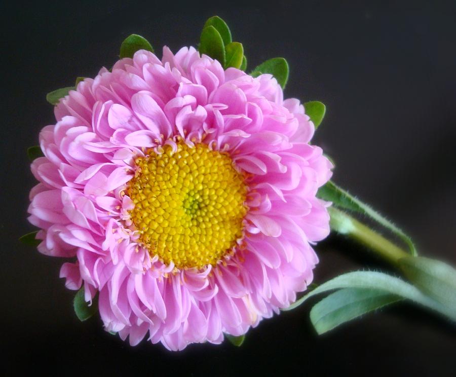 Flower Photograph - Summer Beauty by Kathy Bucari