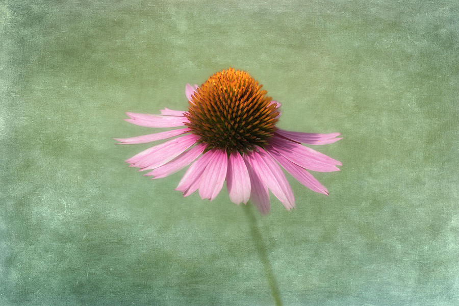 Flower Photograph - Summer Beauty by Kim Hojnacki