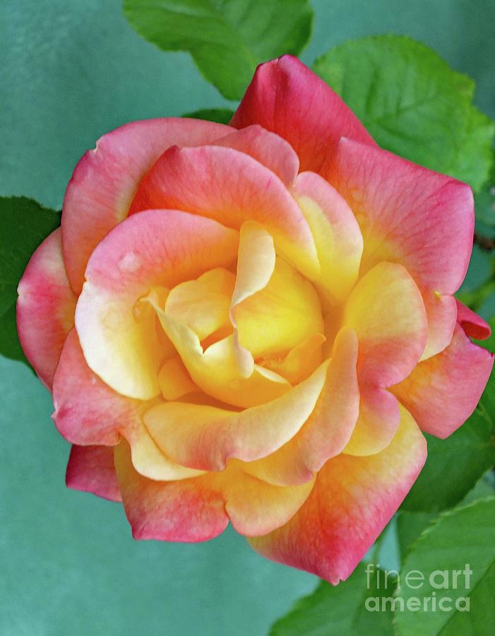 Summer Beauty - Rose Photograph