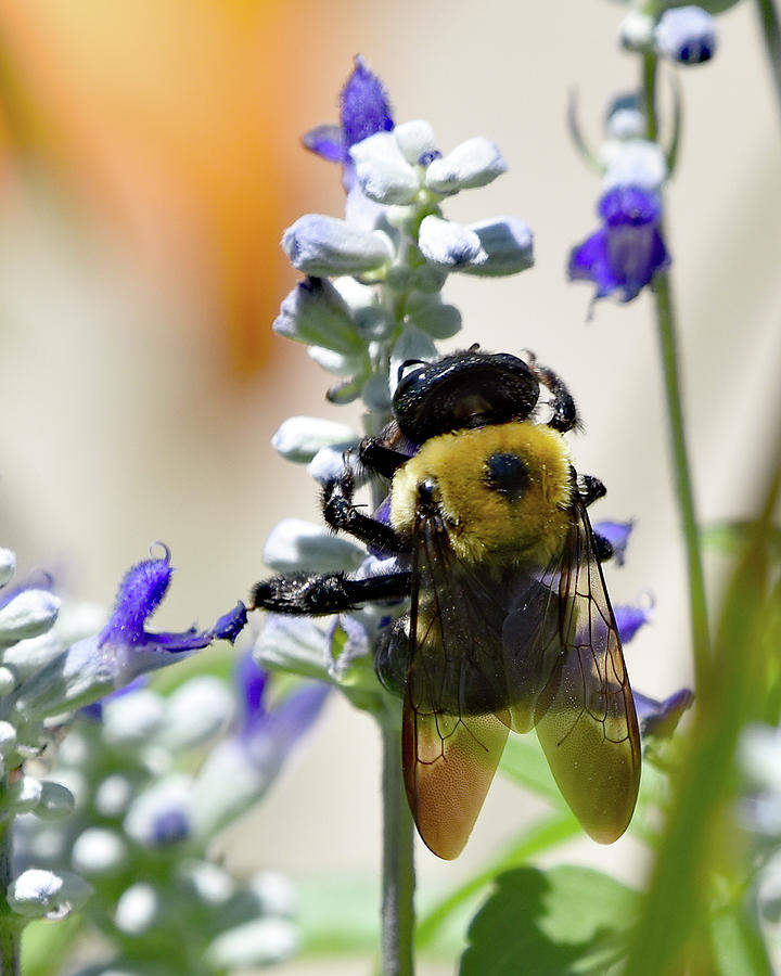 Summer Bee by Ann Keisling Summer Bee by Ann Keisling